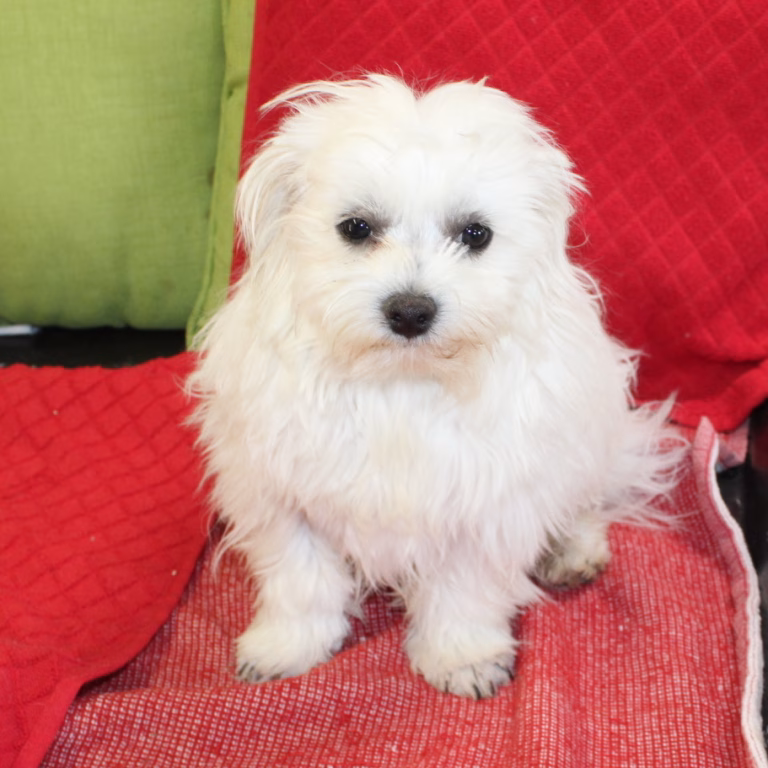 benji1