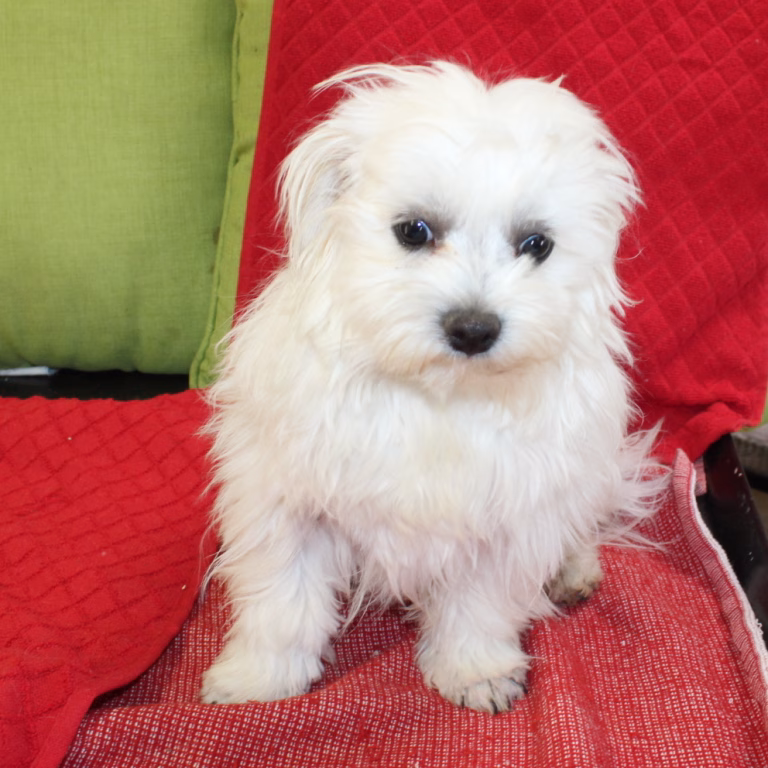 benji2
