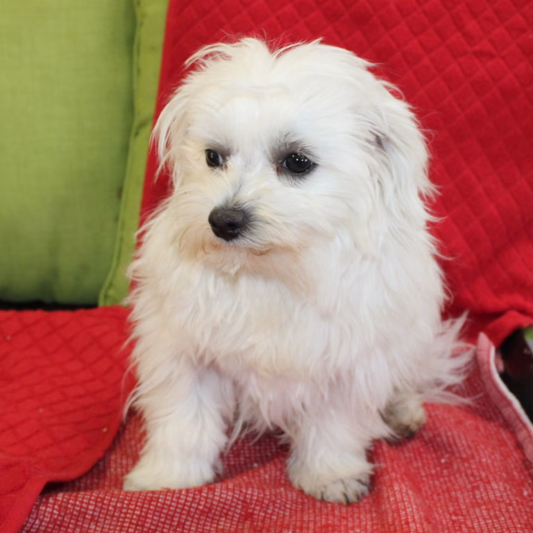 benji3
