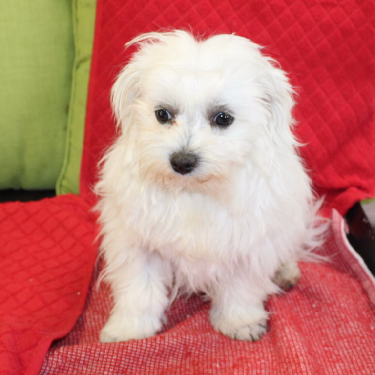 benji4
