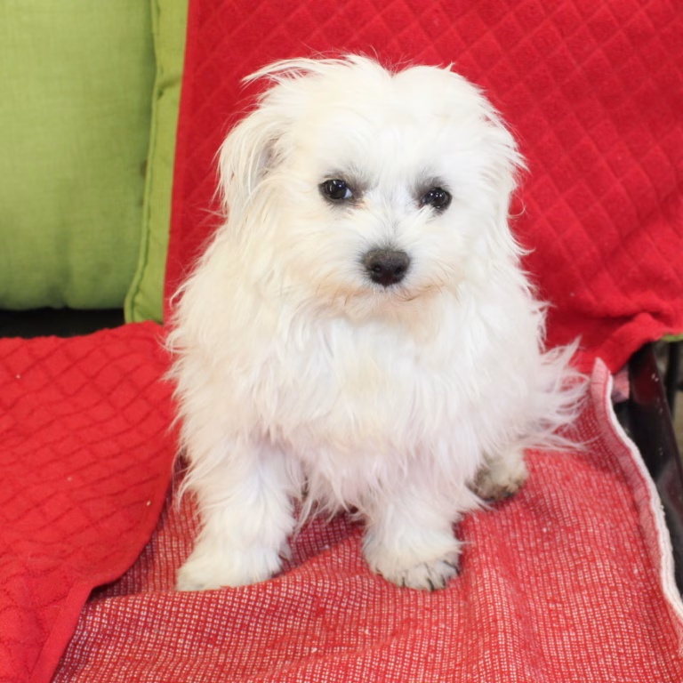 benji5