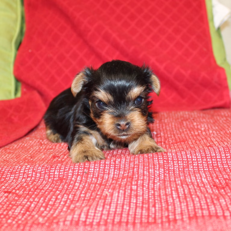 coco1