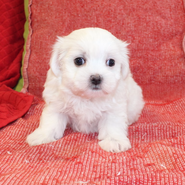 melody1