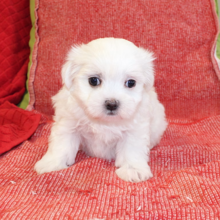 melody3
