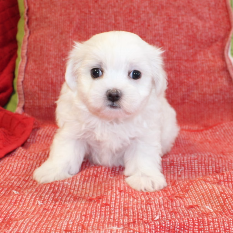 melody5