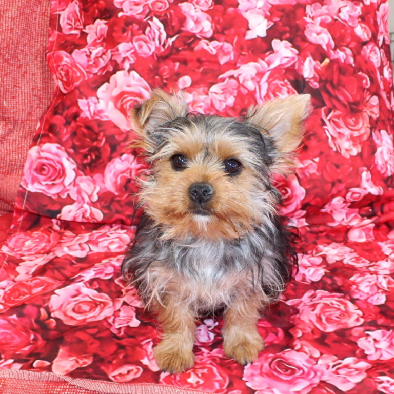 ruby1