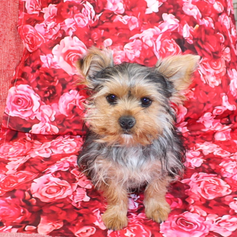ruby2