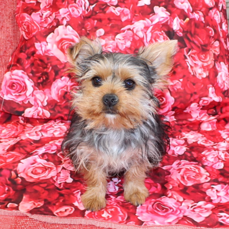 ruby5