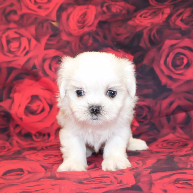 melody1