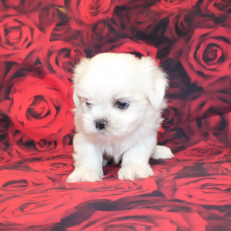 melody5