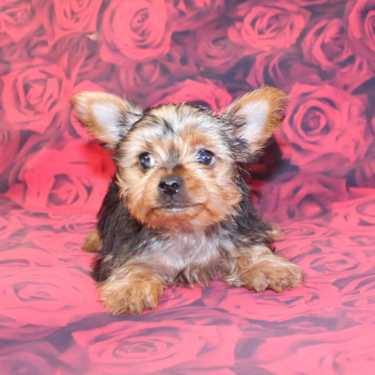 lily2