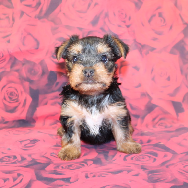 lola4
