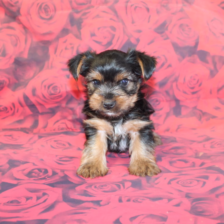 benji1