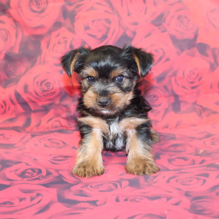 benji2
