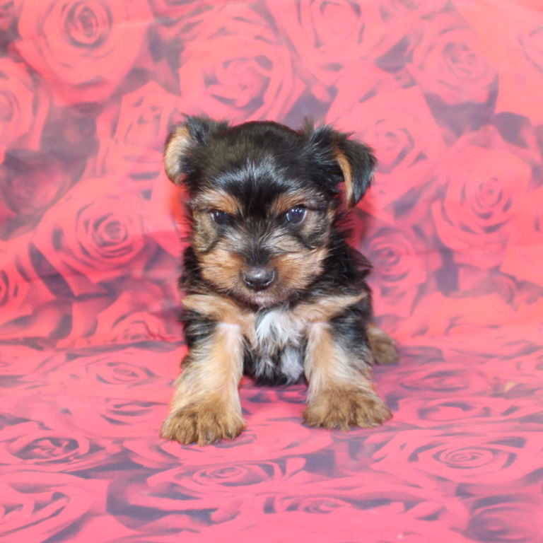 benji3