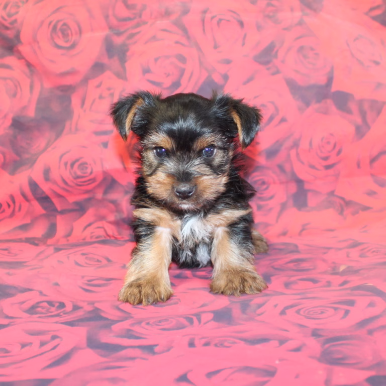 benji4