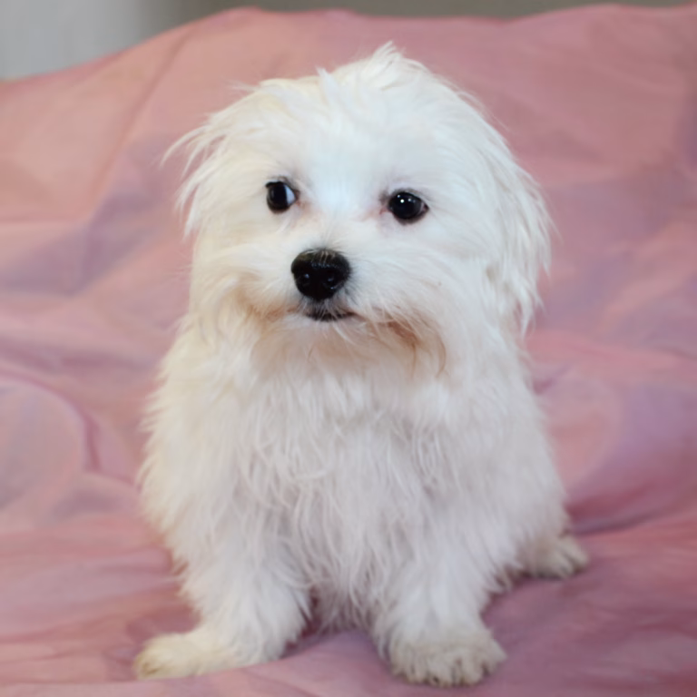benny2