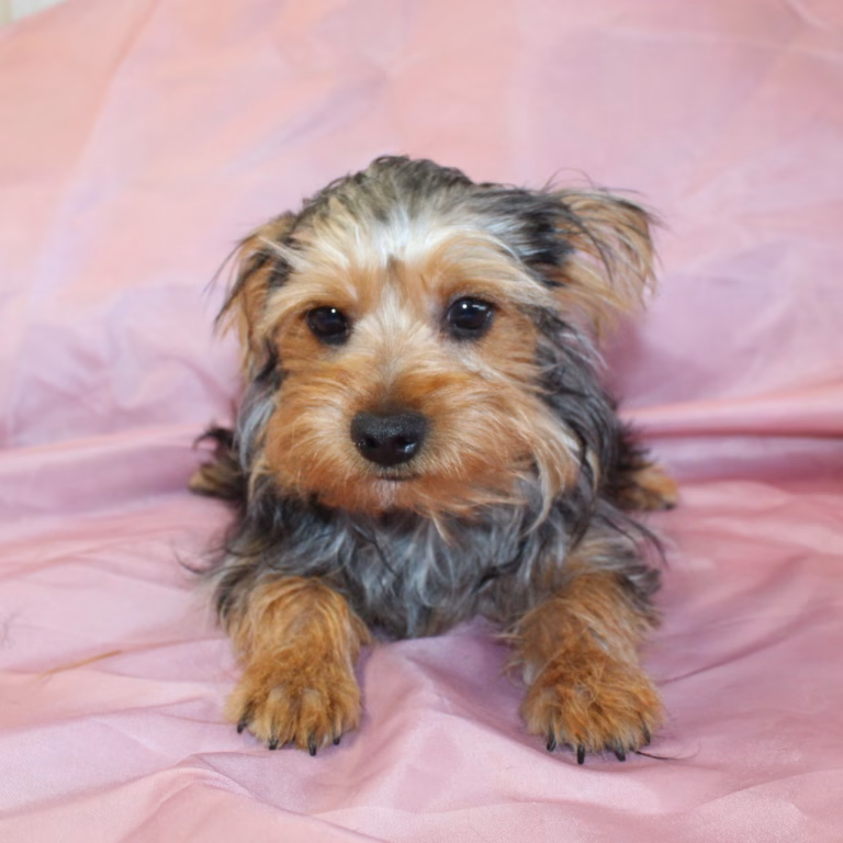 teddy4