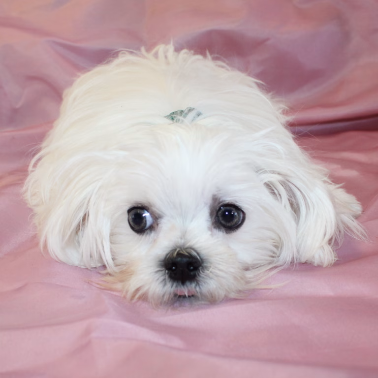 toby3