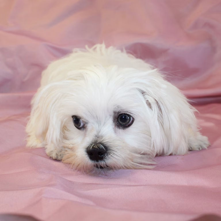 toby4