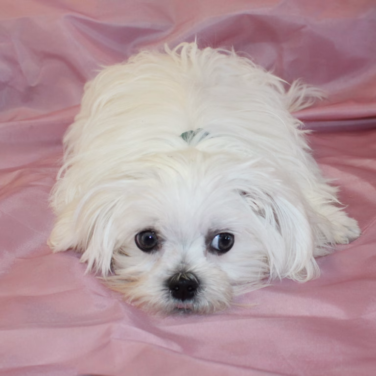 toby5