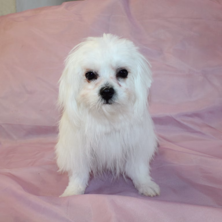 lily1-1